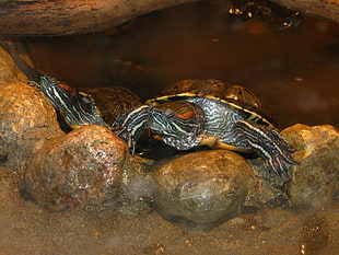 two brown tortoise